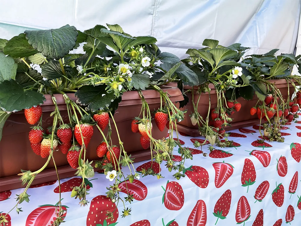 クリスマススワッグ